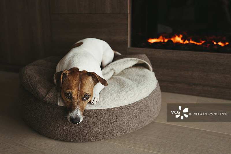小狗躺在壁炉旁图片素材