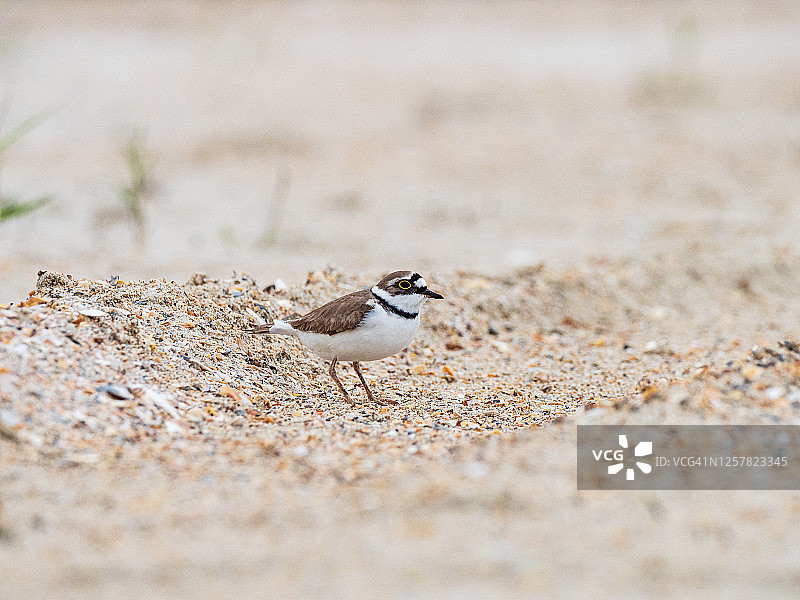 沙滩上的小环颈鸻图片素材