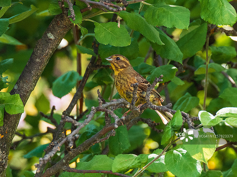 栖息在树枝上的黄色鸟图片素材