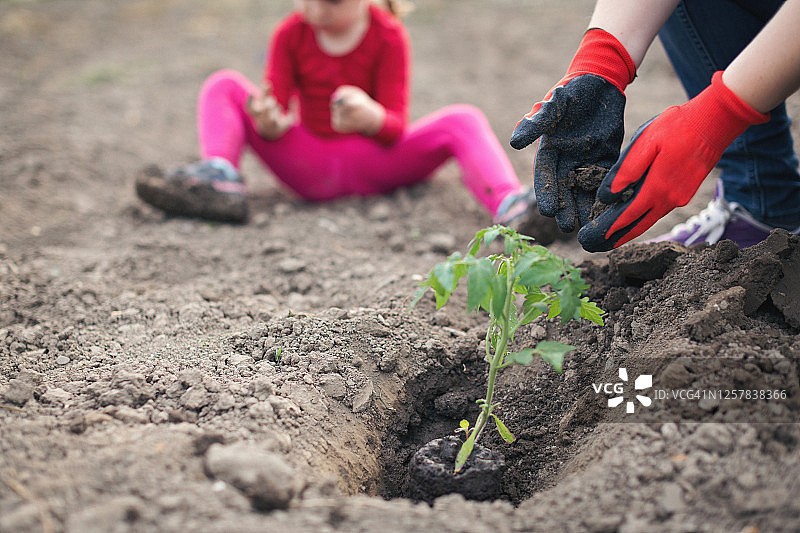 在菜园里一起劳动的家庭图片素材