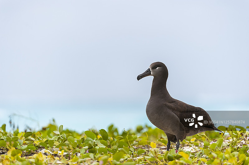 夏威夷中途岛图片素材