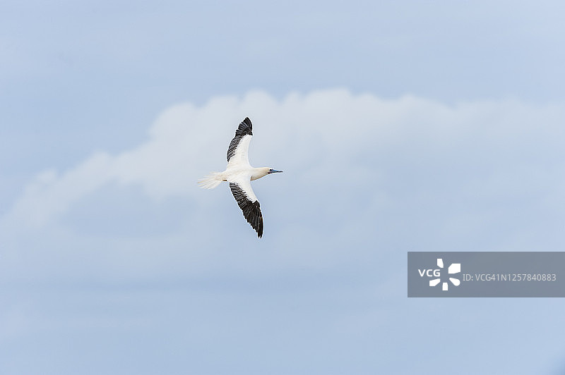 红脚鲣鸟图片素材