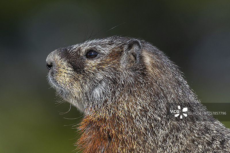 黄腹旱獭图片素材