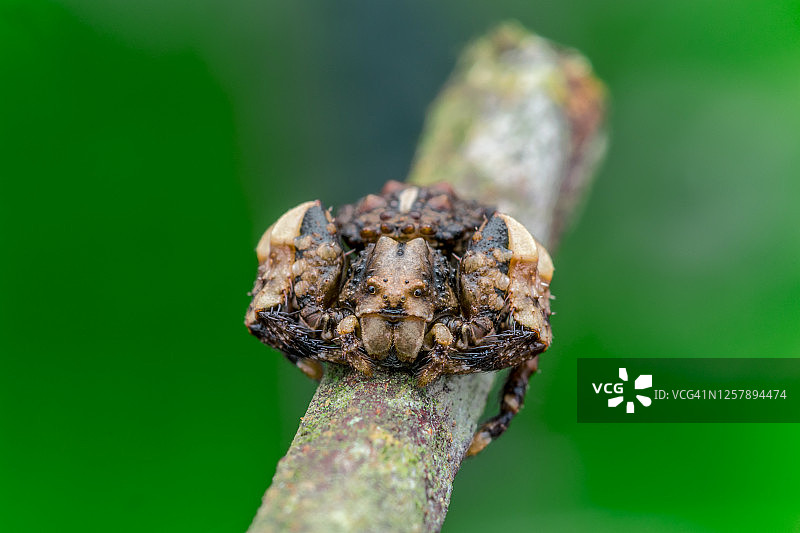 蜘蛛 - 自然微距摄影图片素材