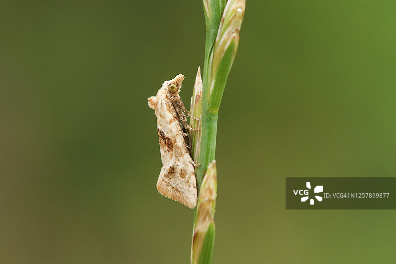 停在草叶上的小卷蛾图片素材