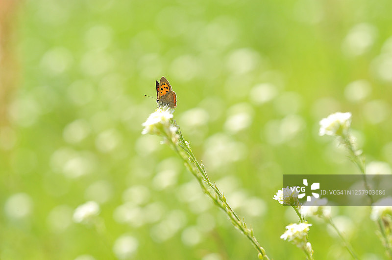 小火蛱蝶图片素材