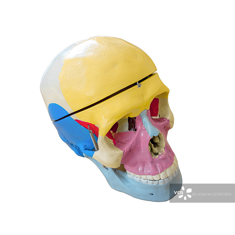 突出显示骨骼的人类头骨塑料模型，用于教学解剖学，白色背景特写图片素材