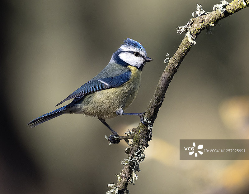 蓝山雀在树干上的特写图片素材