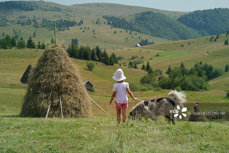 小女孩和牧羊犬在田野里，草地被收割成捆图片素材