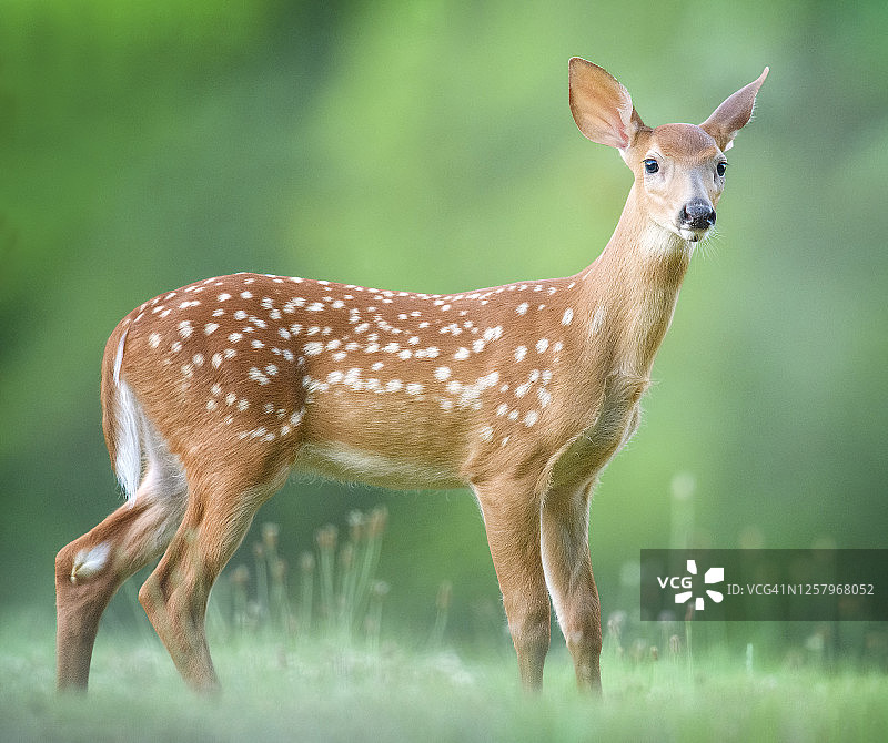 宾夕法尼亚州奥杜邦草丛中小鹿的特写肖像图片素材
