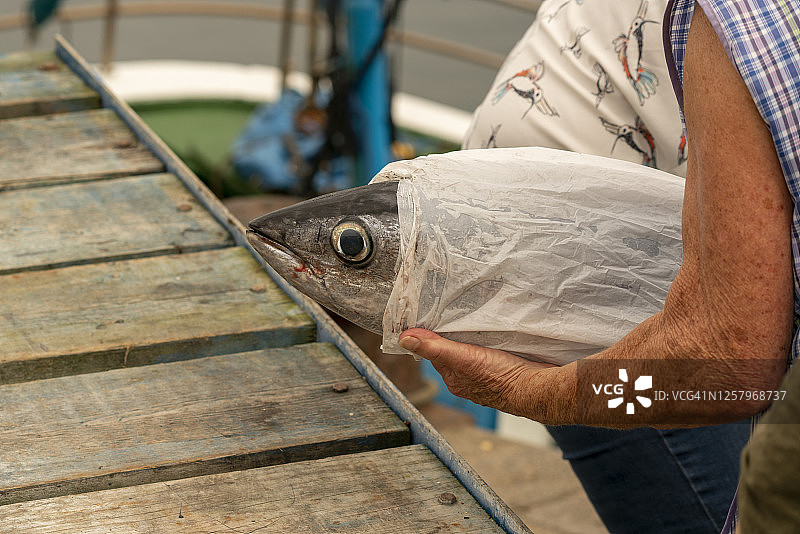 直接从渔船购买的长鳍金枪鱼（Thunnus alalunga）图片素材