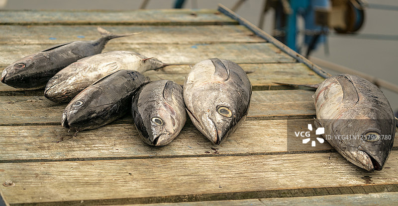 长鳍金枪鱼图片素材