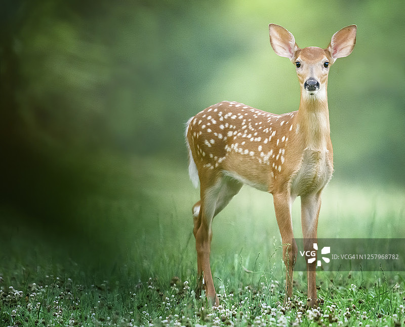 宾夕法尼亚州奥杜邦春天里看着镜头的可爱小鹿图片素材