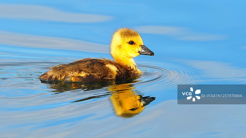 纯真之美图片素材