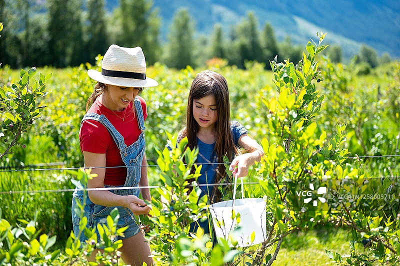 母女采摘蓝莓图片素材
