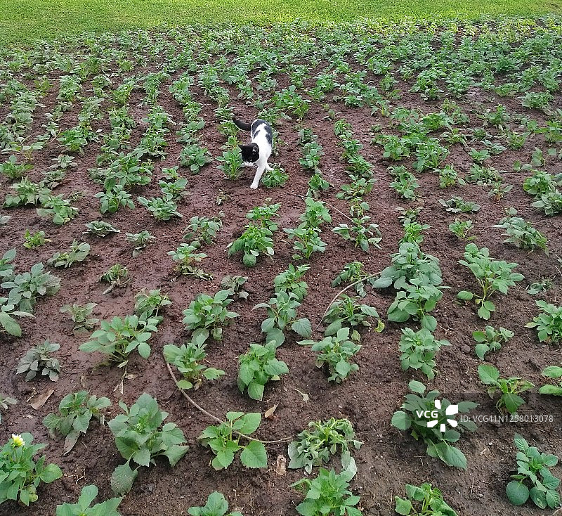 猫和鲜花图片素材