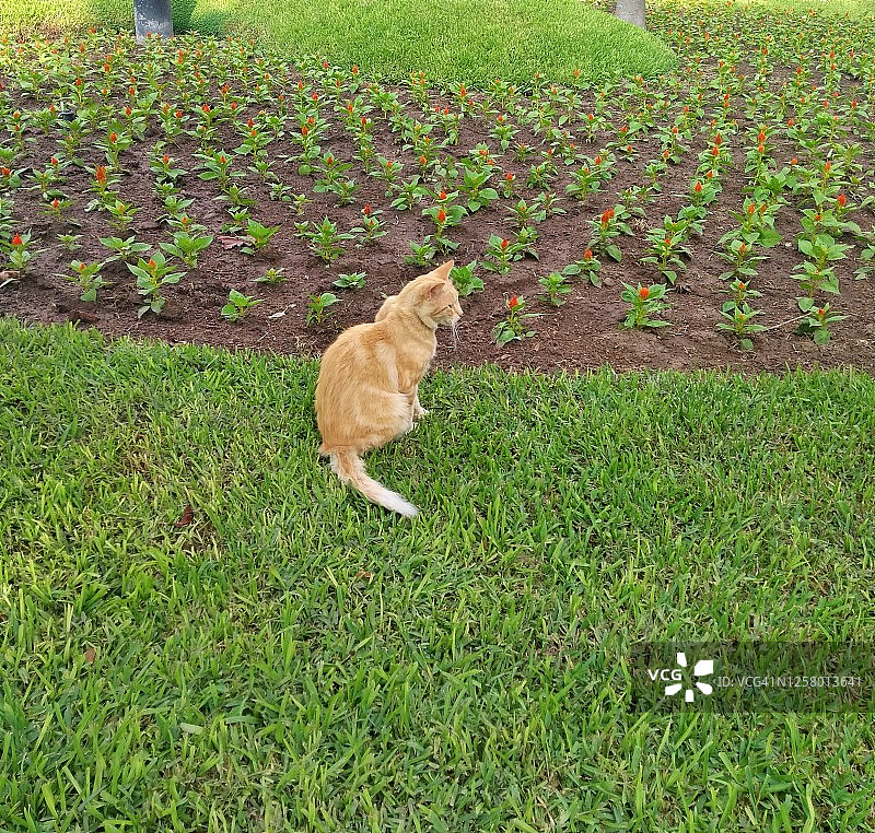 猫和鲜花图片素材