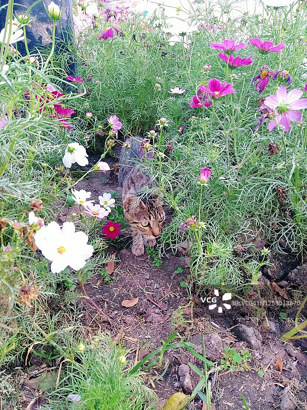 猫和鲜花图片素材