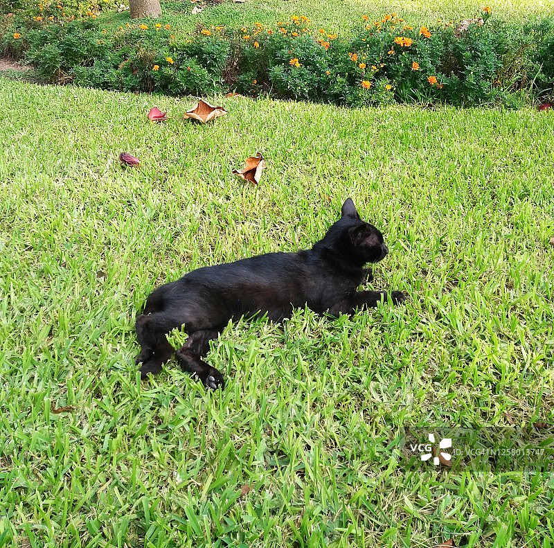 猫和鲜花图片素材