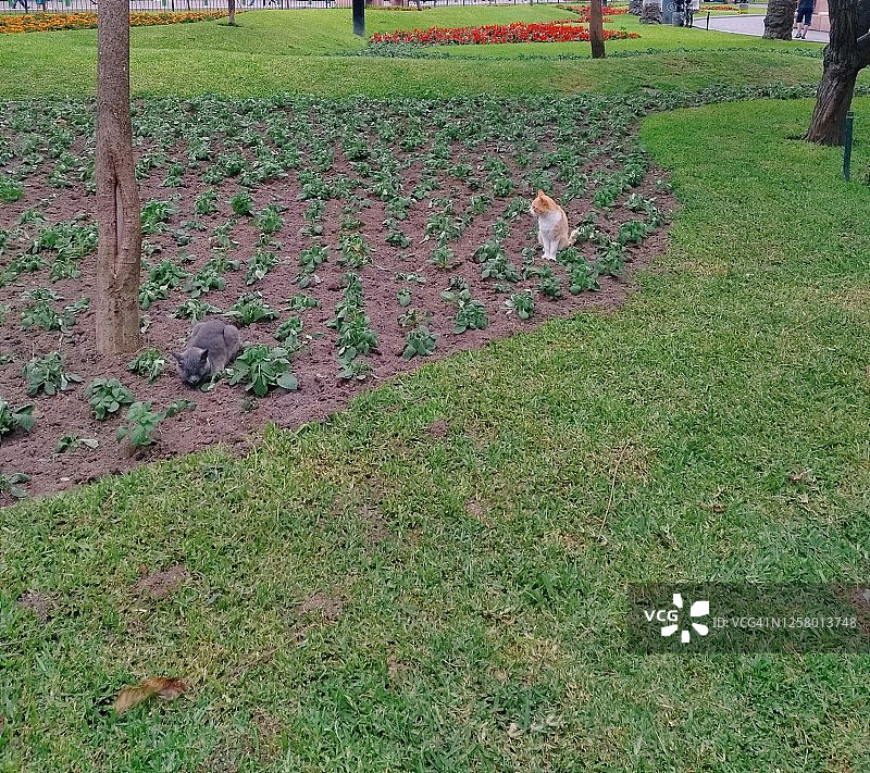猫和鲜花图片素材