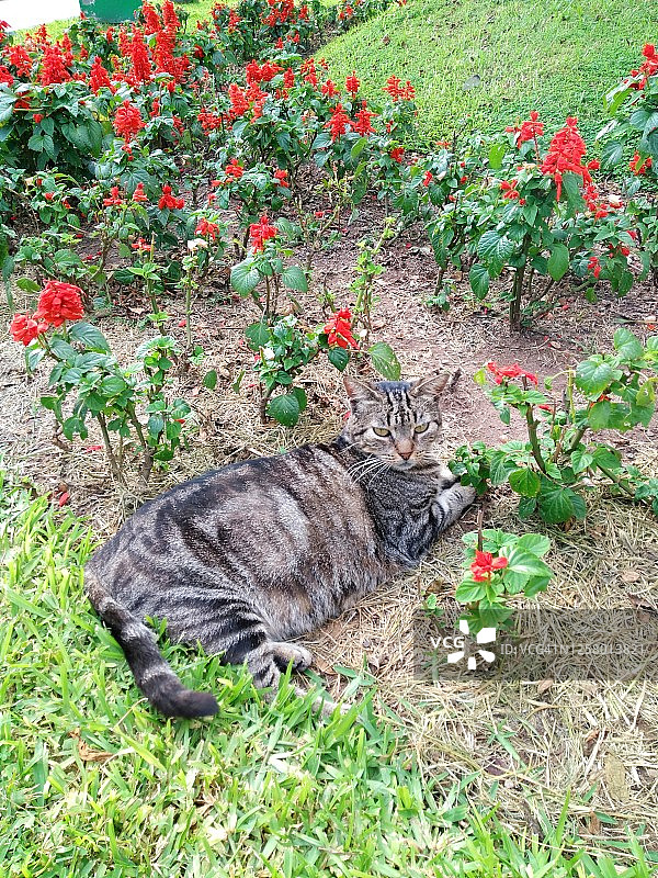 猫和鲜花图片素材