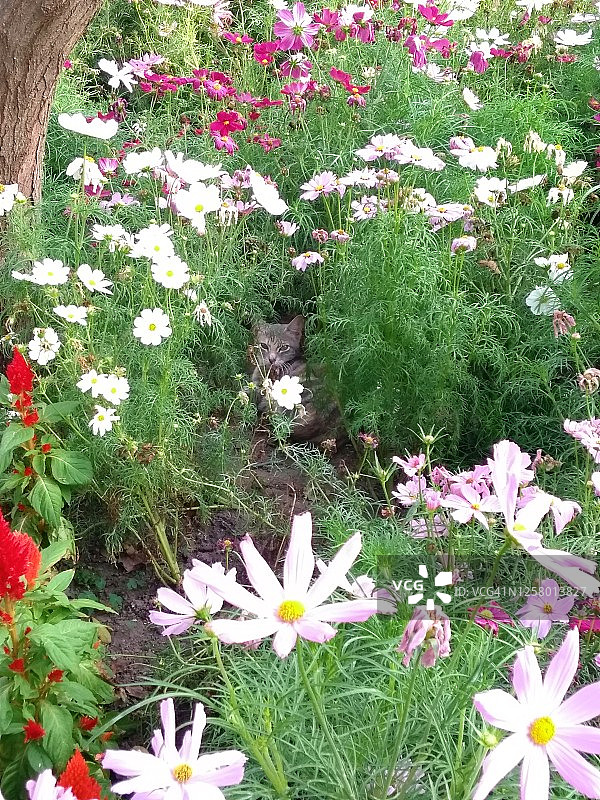 猫和鲜花图片素材