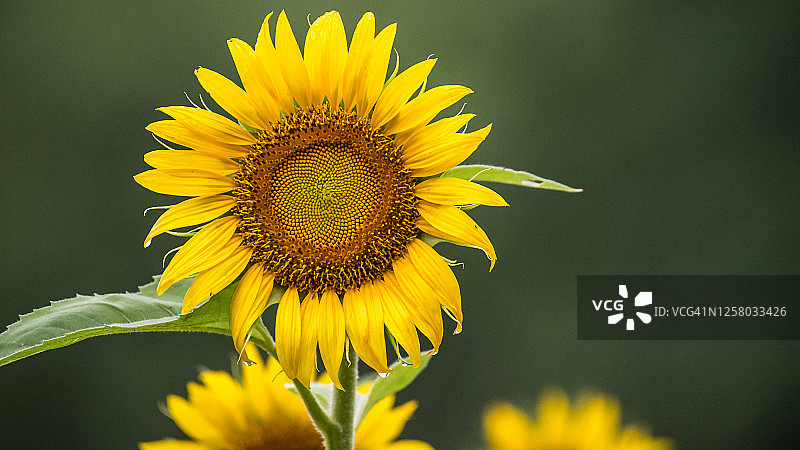 田野里的野生黄色向日葵图片素材