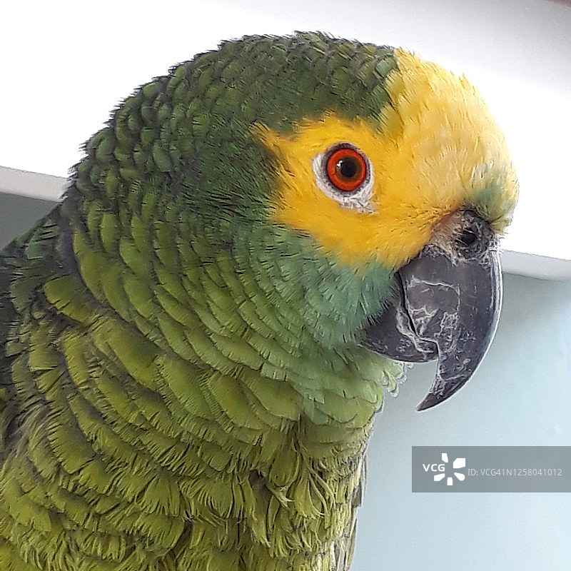 亚马逊鹦鹉图片素材