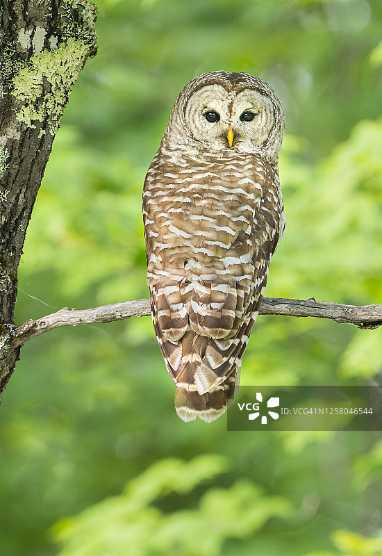 白天栖息在树上的条纹猫头鹰图片素材