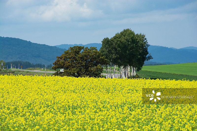 一排桦树旁的油菜花田图片素材