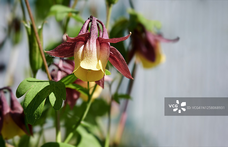 美丽的黄色和红色耧斗菜花图片素材