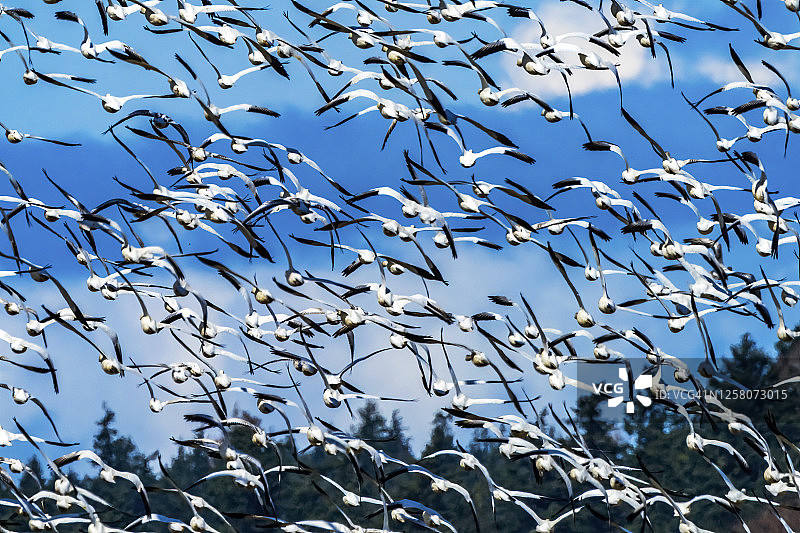 华盛顿州斯卡吉特河谷飞翔的数千只雪雁图片素材