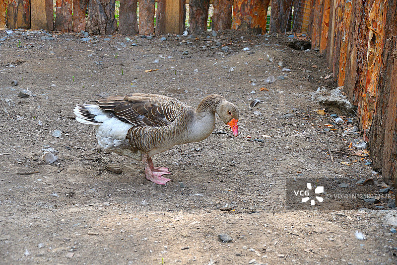 农场里的鹅群图片素材