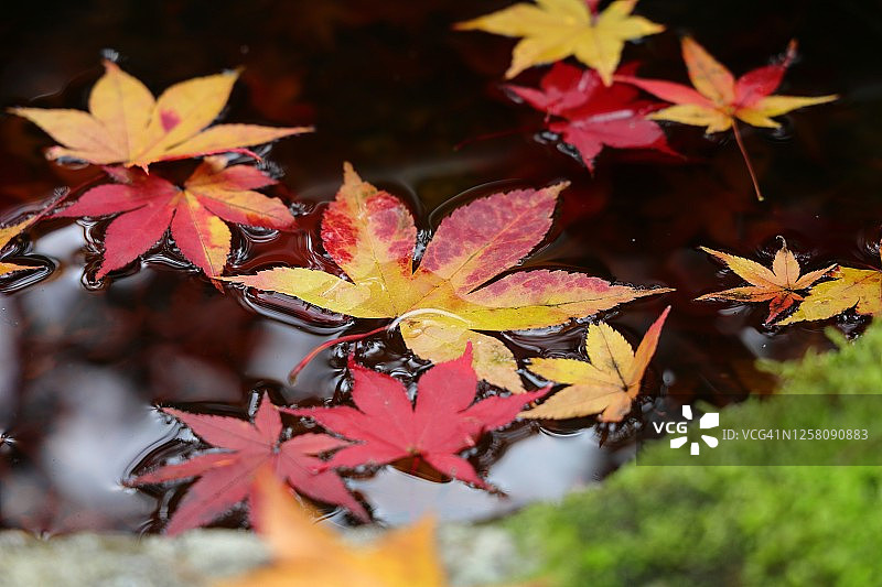 京都日本石盆（筑波）中漂浮的彩色落叶特写，美丽的秋景图片素材