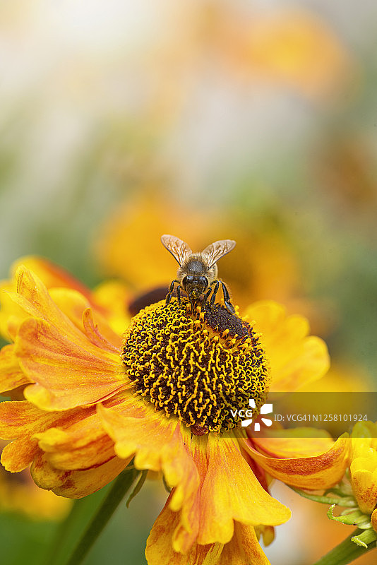 橙色款款夏日款款款款款款花卉特写，蜜蜂正在采集花粉图片素材