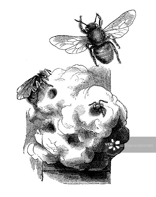 壁蜂，泥蜂古版画插图图片素材