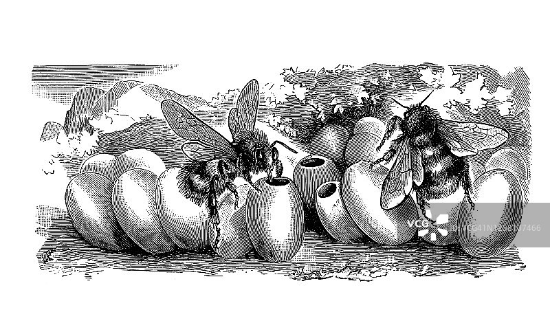 熊蜂古老雕刻插图图片素材