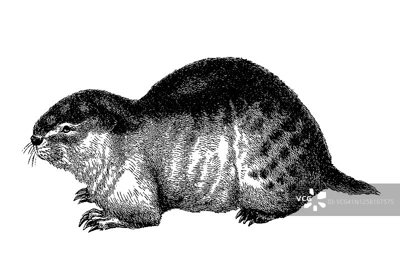 旅鼠复古雕刻插图图片素材