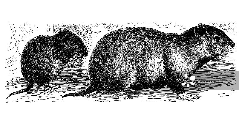 田鼠和欧洲仓鼠古董雕刻插图图片素材