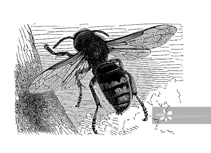 欧洲大黄蜂复古雕刻插图图片素材