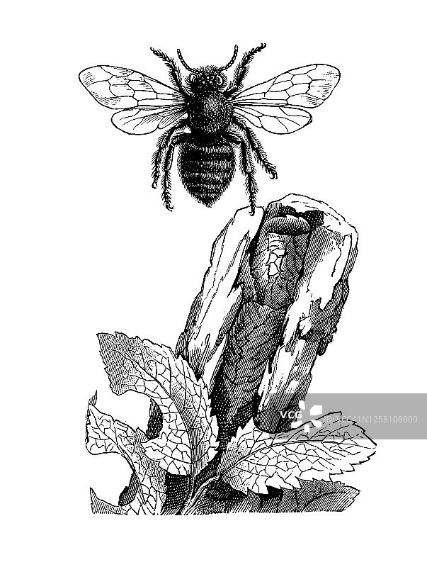 切叶蜂飞行昆虫的老旧版画图片素材