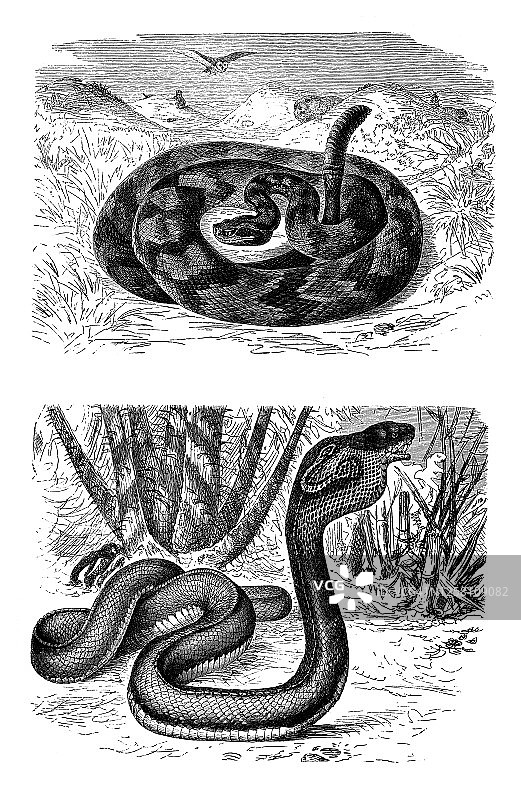印度眼镜蛇和响尾蛇的古老雕刻插图图片素材