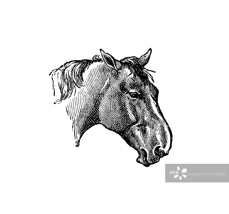 罗马鼻子的马，马解剖学的古老版画插图图片素材