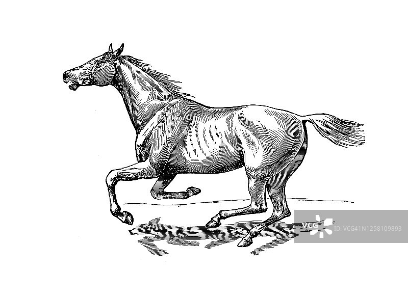 马步态（伸展的疾驰或卡里埃）的古老版画，马科动物解剖图片素材