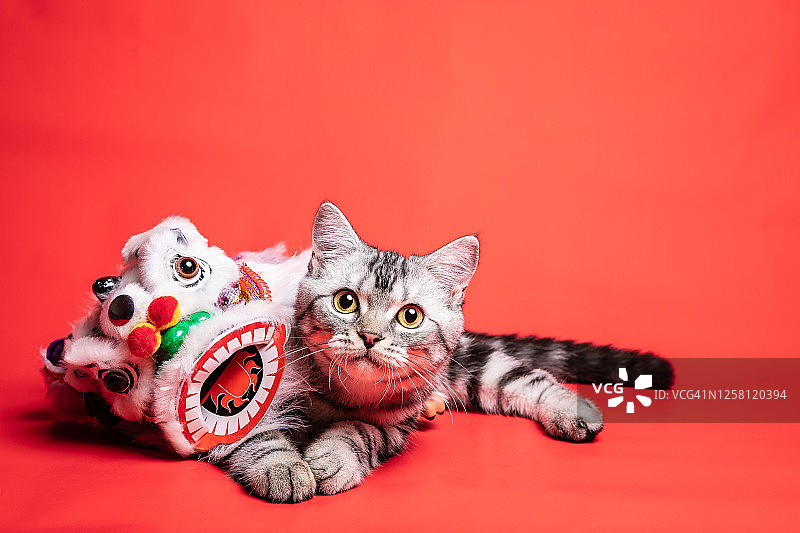 美国短毛猫：中国新年舞狮装扮图片素材