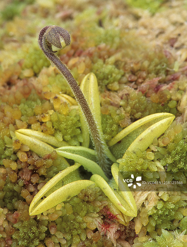黄色捕虫堇：一种具有粘性叶子的食肉植物图片素材