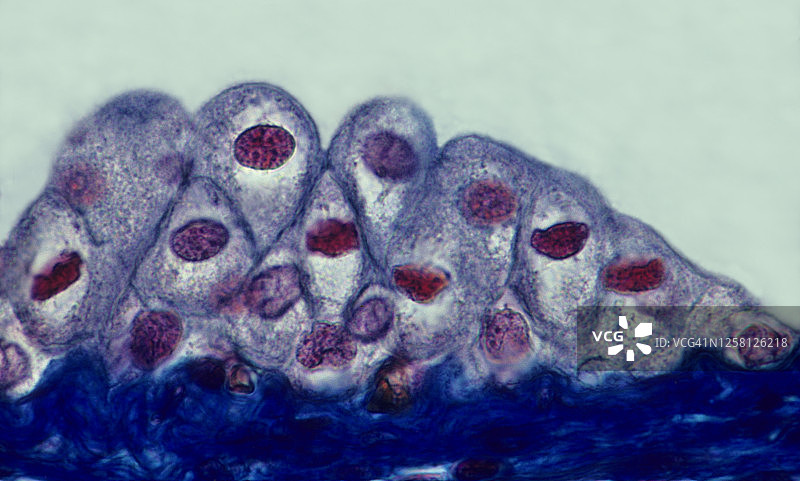 膀胱移行上皮细胞（未拉伸时表面细胞更丰满）400倍图片素材