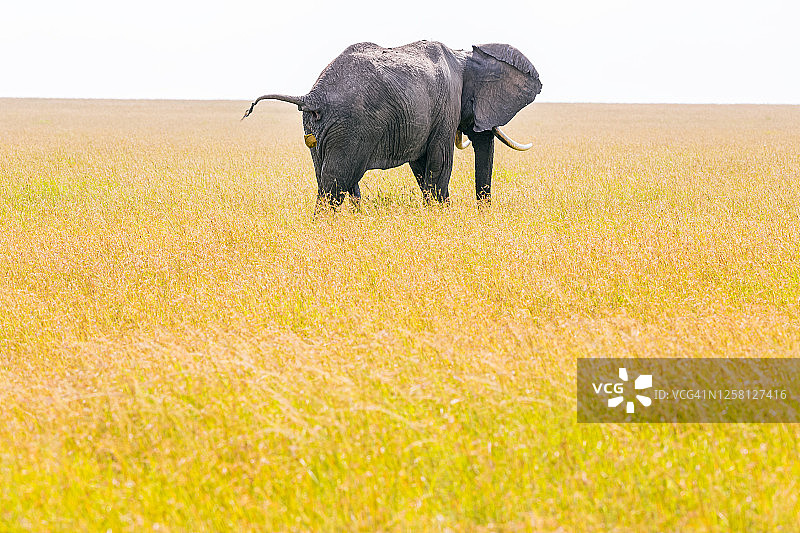 荒野中排便的非洲象图片素材