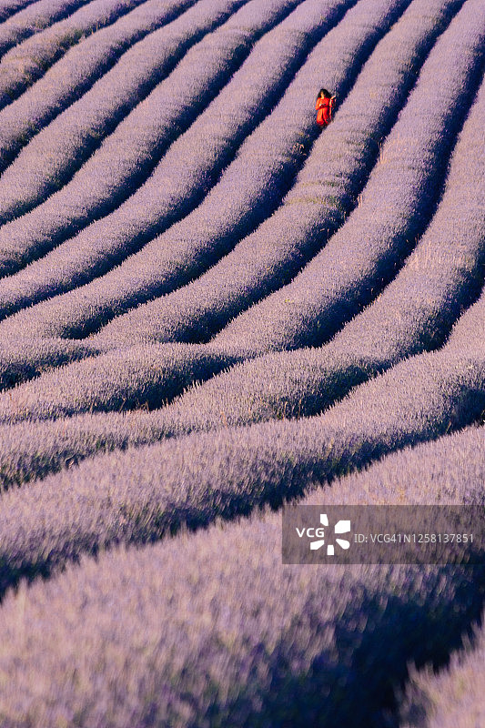 薰衣草田图片素材