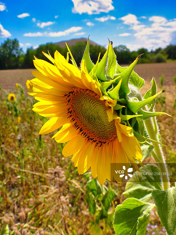 田野上的向日葵图片素材